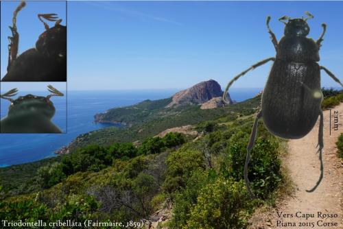 Réf. 286 982 : Triodontella sp.
